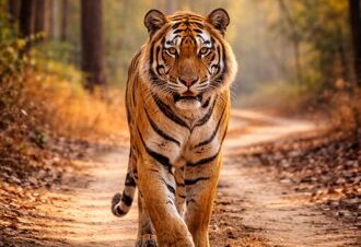 Tiger walking along a forest path in Bandhavgarh National Park.