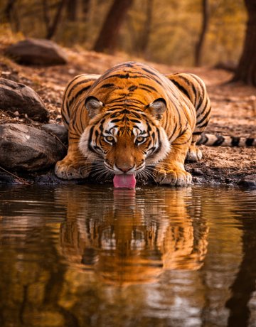 Golden Triangle Tour with Ranthambhore